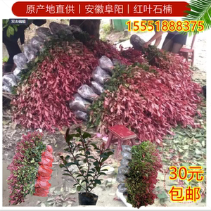 红叶石楠苗树苗小苗大杯苗石楠球庭院绿化苗木罗宾红叶石楠篱笆苗