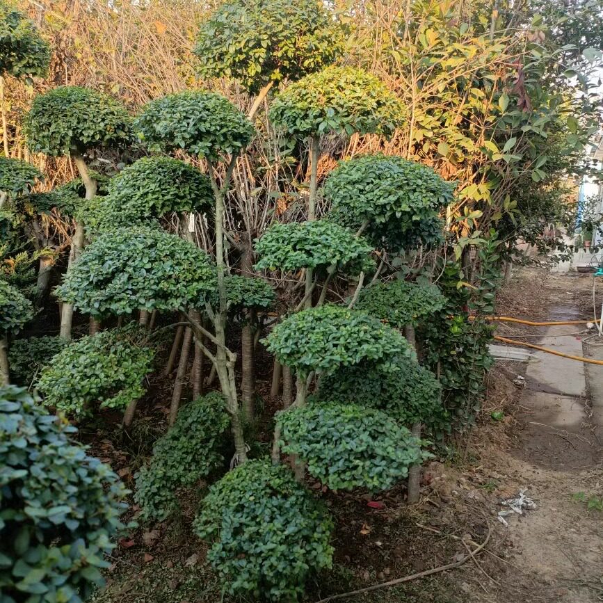 直销小叶女贞造型树盆景工程绿化别墅庭院地栽四季常青一物一拍