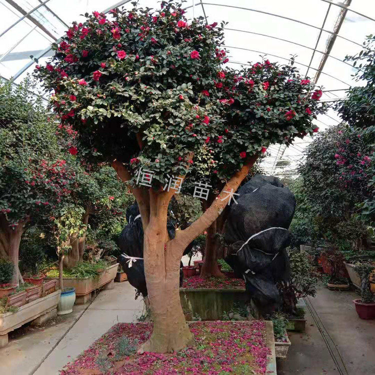 精品茶花茶梅老桩高档别墅庭院大型树桩景观绿化四季常青绿植盆景