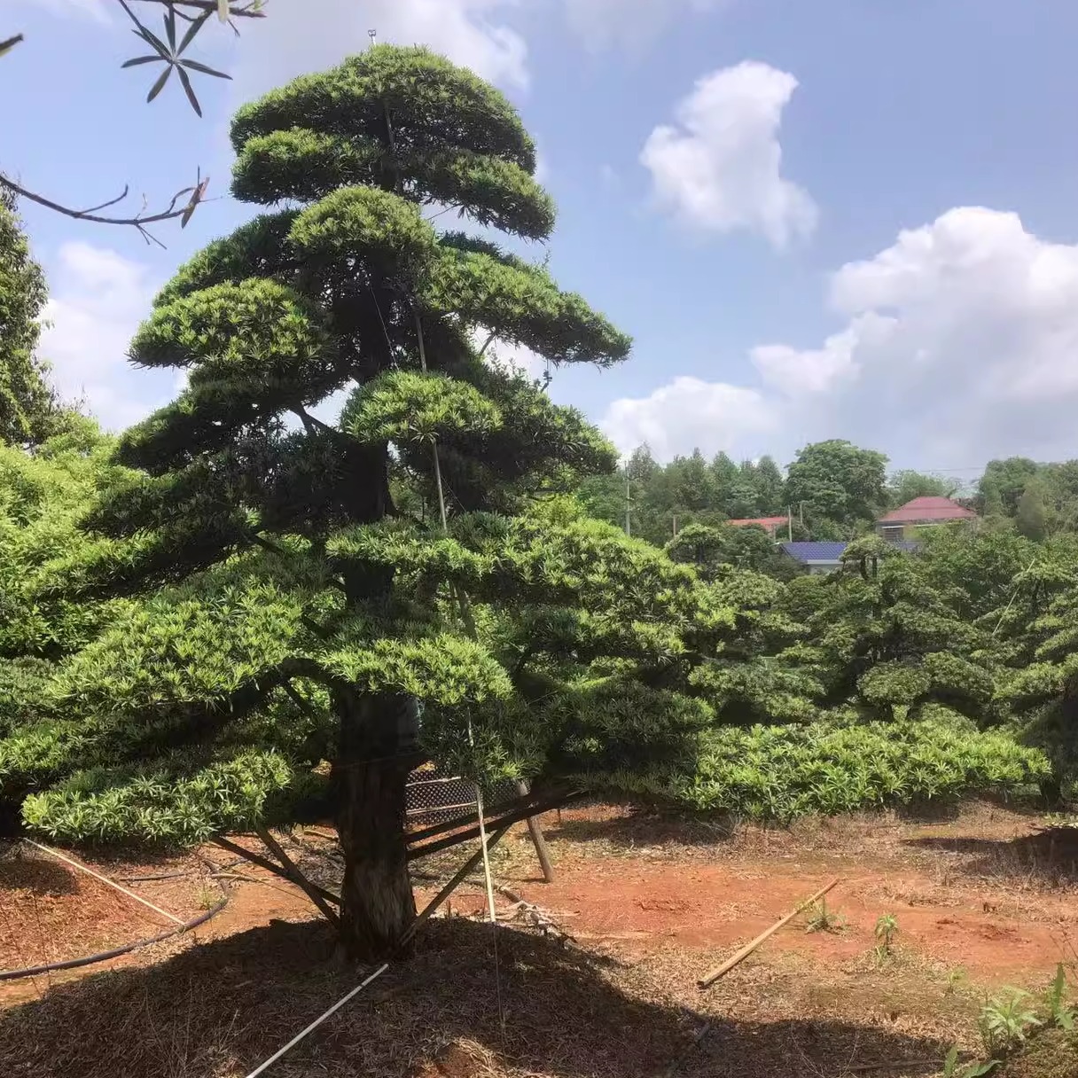 罗汉松造型树苗工程绿化别墅庭院地栽盆景精品大型迎客松四季常青