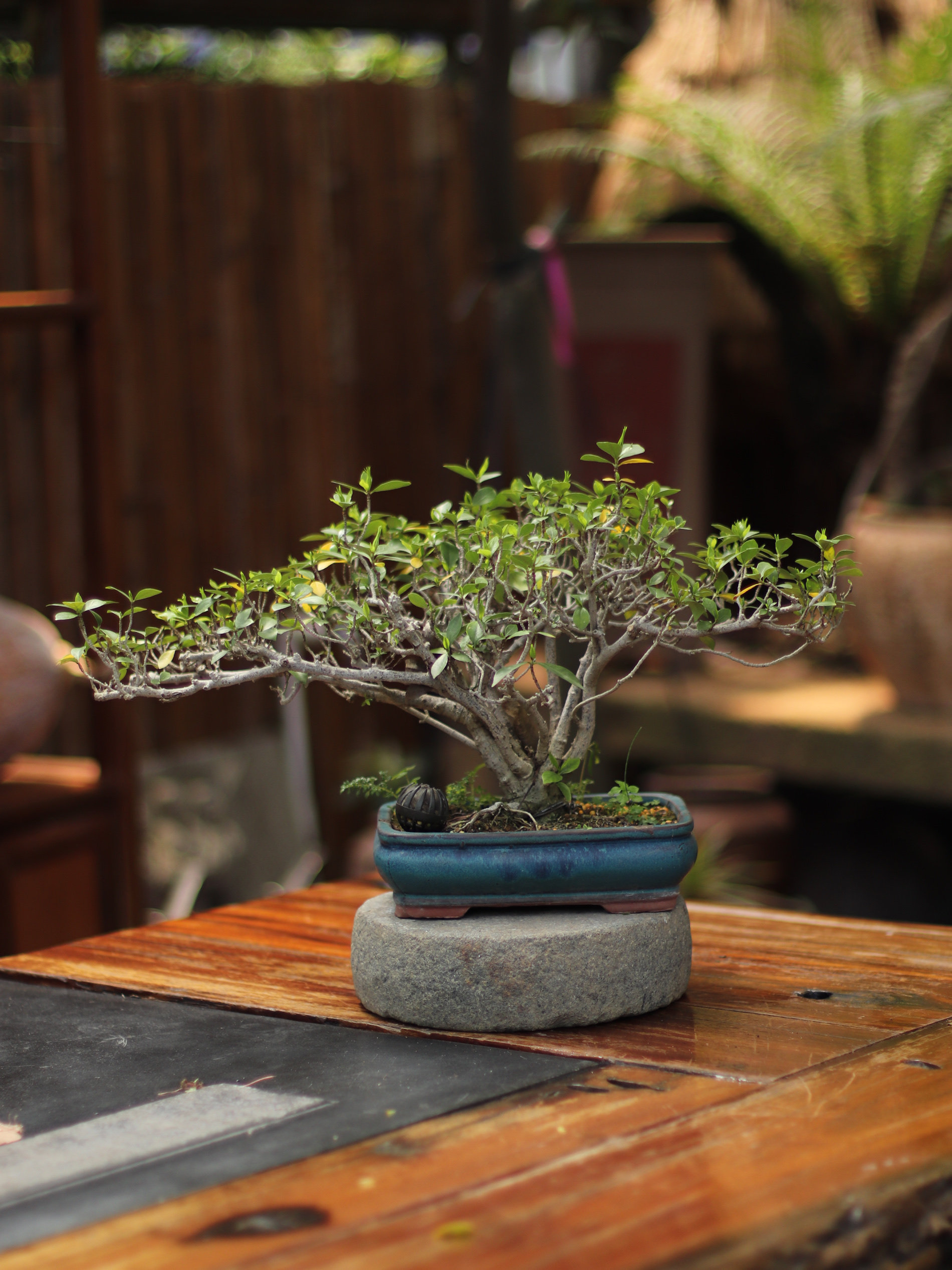 飘枝海岛栀子老桩盆景禅意空间