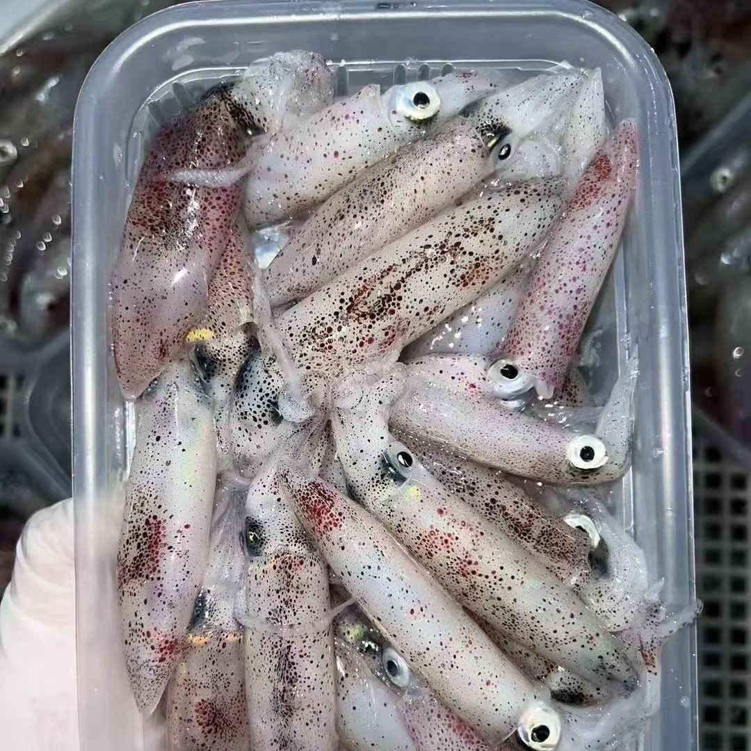 东山岛野生海鲜灯光一口管 活冻小鱿鱼 冻笔管鱼海兔肉质Q弹400g