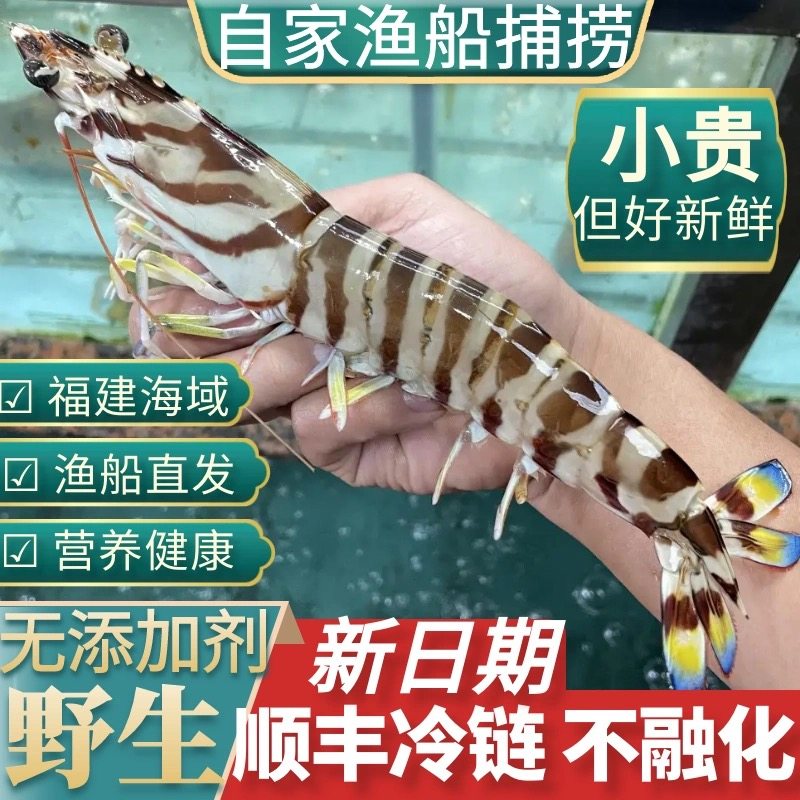 大斑节虾东山岛九竹节海虾海鲜