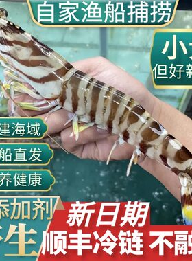 大斑节虾东山岛九竹节海虾海鲜