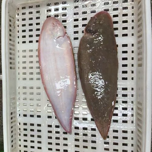 龙利鱼东山岛海鲜舌头鱼踏板鲜活