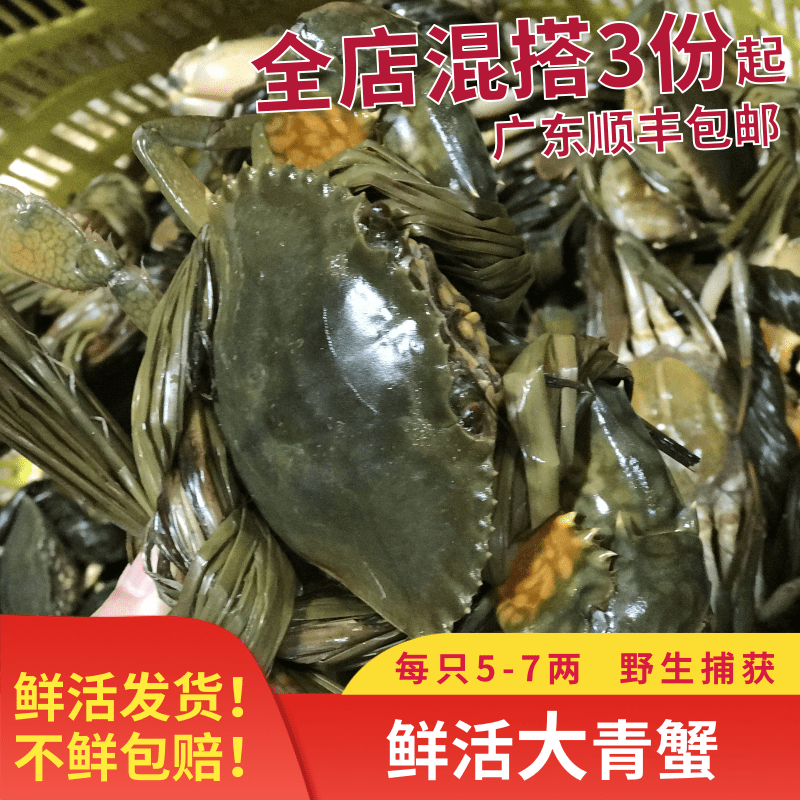 正宗阳江野生大肉蟹大青蟹海鲜 红树林鲜活大螃蟹公蟹处子蟹1斤装