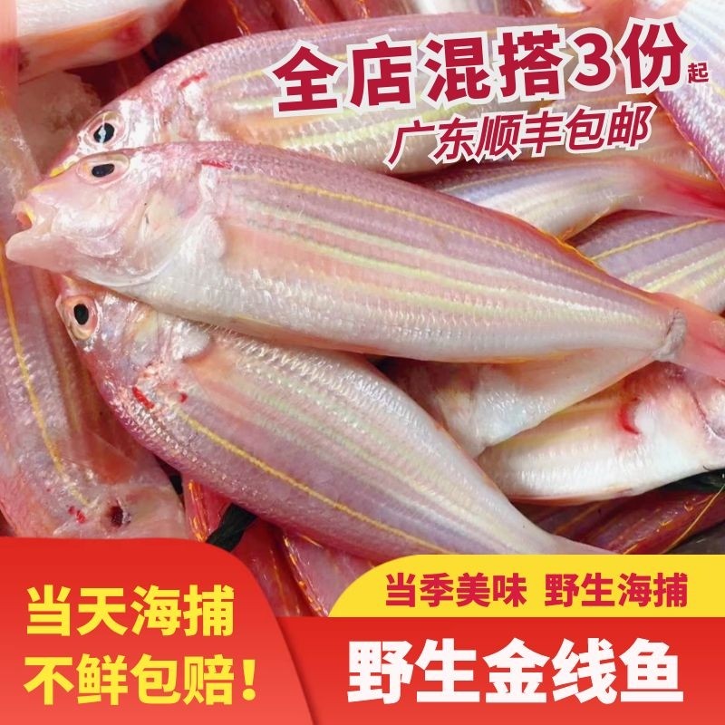 【当日捕捞】阳江海陵岛海鲜特产船捕红三鱼红杉鱼红线鱼金线鱼