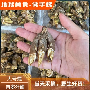 【来自地狱的美食】阳江大号佛手螺鬼爪螺鸡爪螺藤壶鹅颈藤壶一斤