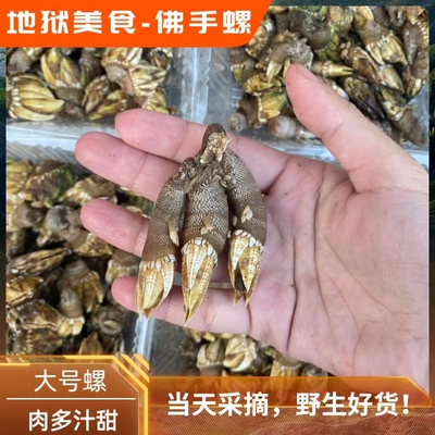 【来自地狱的美食】阳江大号佛手螺鬼爪螺鸡爪螺藤壶鹅颈藤壶一斤