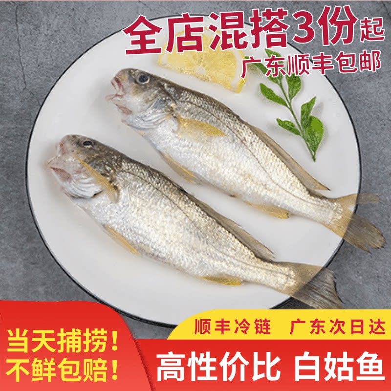 阳江闸坡白姑鱼加芒鱼咬网鱼白米鱼白果子划鱼黄姑鱼白眉鱼白梅鱼