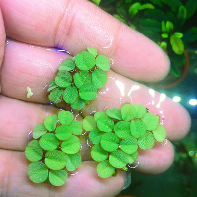 鱼缸净水槐叶萍浮萍水草圆心萍净化水质水培绿植庭院办公室鱼虾龟