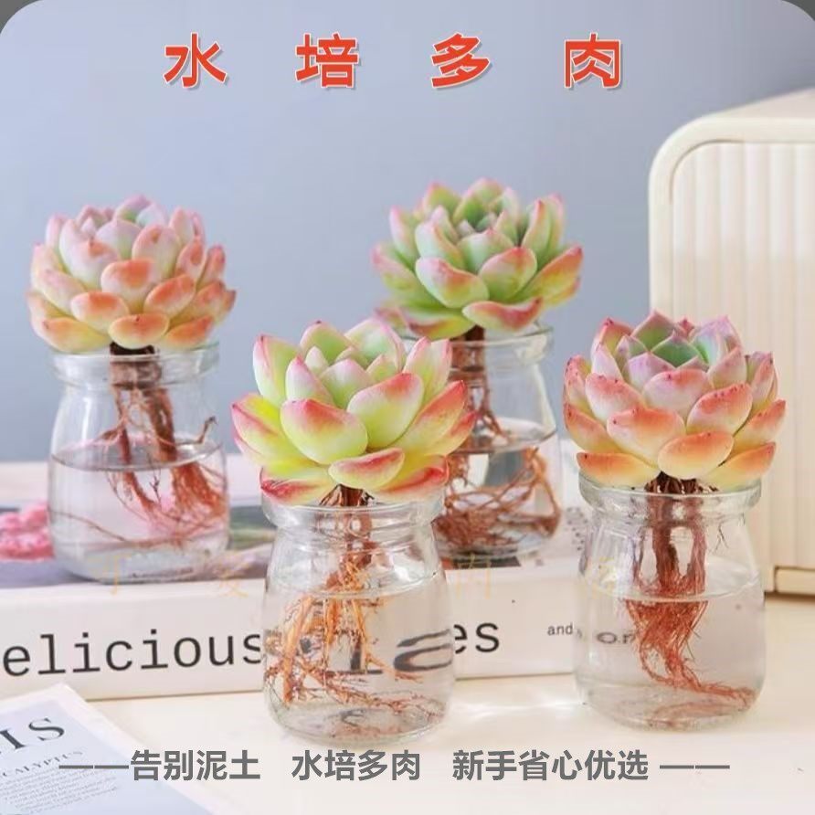 水培多肉植物办公桌净化空气新手优选懒人绿植盆栽
