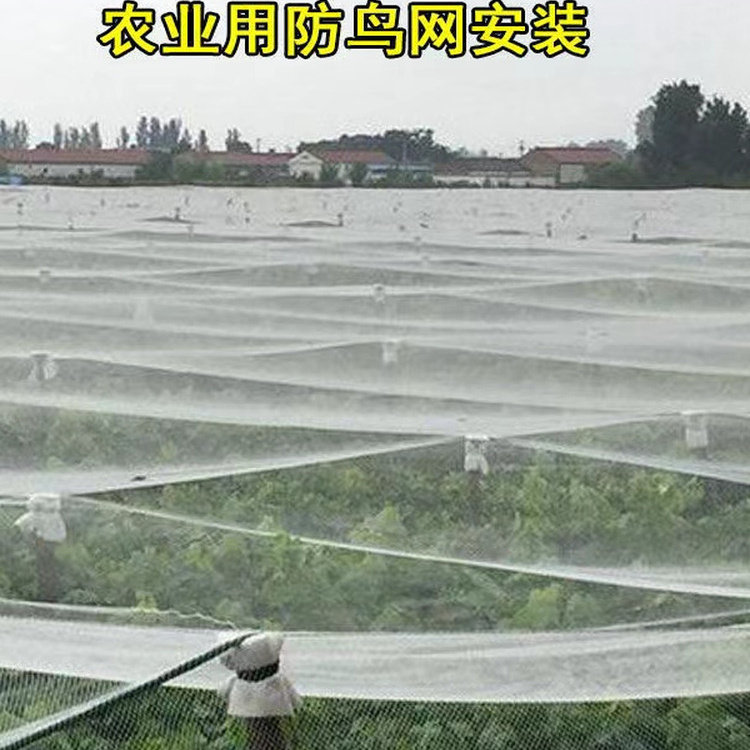 尼龙防鸟网农用果园果树樱桃农田稻谷果棚防鸟网防护网家用拦鸟网