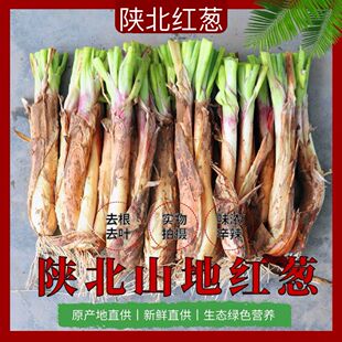 陕北红葱正宗山地旱地红皮葱铁锅炖羊肉去腥调料调味品新鲜蔬菜