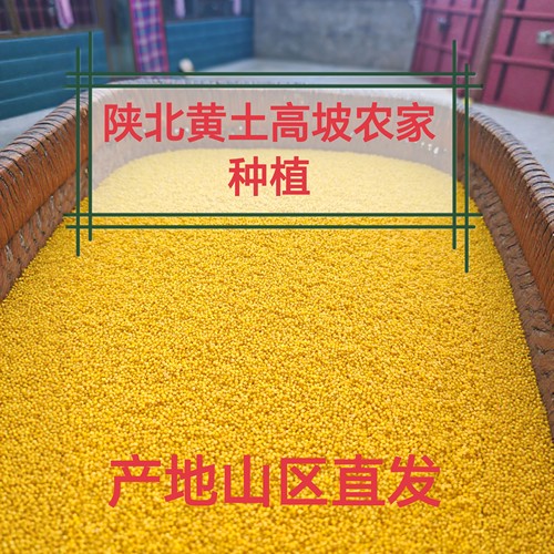 25年新米陕北黄土高坡纯人工种植猪羊粪米脂黄小米五斤