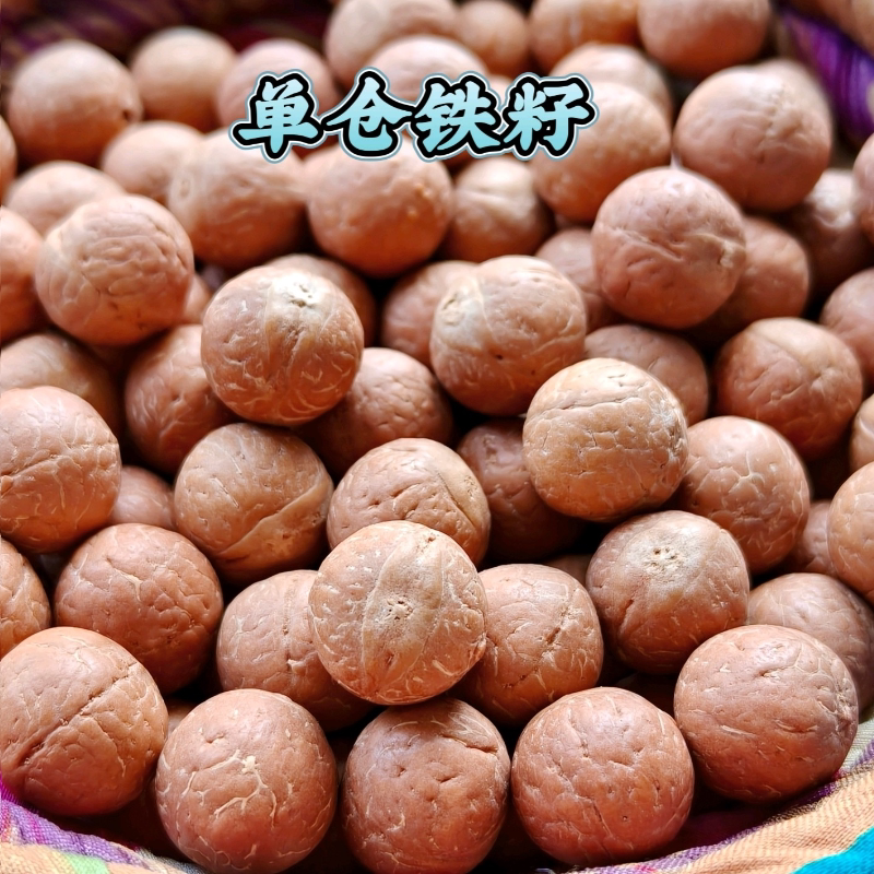 尼泊尔凤眼菩提12 13mm精选级单颗红皮高油密同树铁籽支持定制