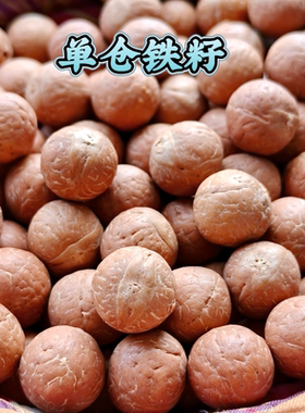 尼泊尔凤眼菩提12 13mm精选级单颗红皮高油密同树铁籽支持定制