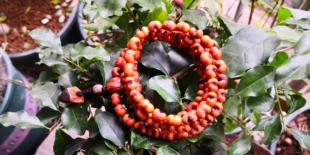 风化金佛草菩提手串108佛珠