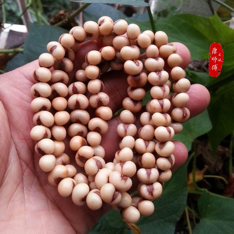 乳白色龙眼菩提子