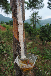 产地松树脂松香 天然原料松油松脂500克1件