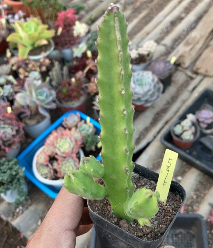 龙王角带崽群生596#高约11cm一物一拍满18元包邮多肉植物