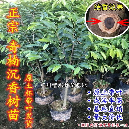 正宗奇楠沉香树苗嫁接苗庭院常绿