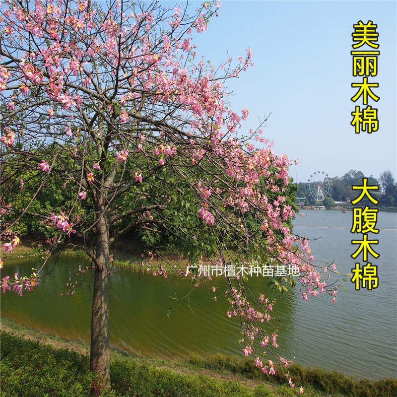 美丽树苗酒瓶大腹木棉庭院小区