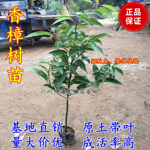 公园龙脑驱蚊虫带土带叶香樟树苗