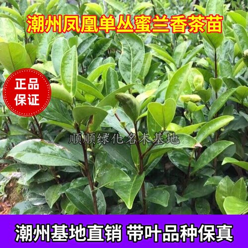 单丛茶苗鸭屎香茶蜜兰香乌叶白叶