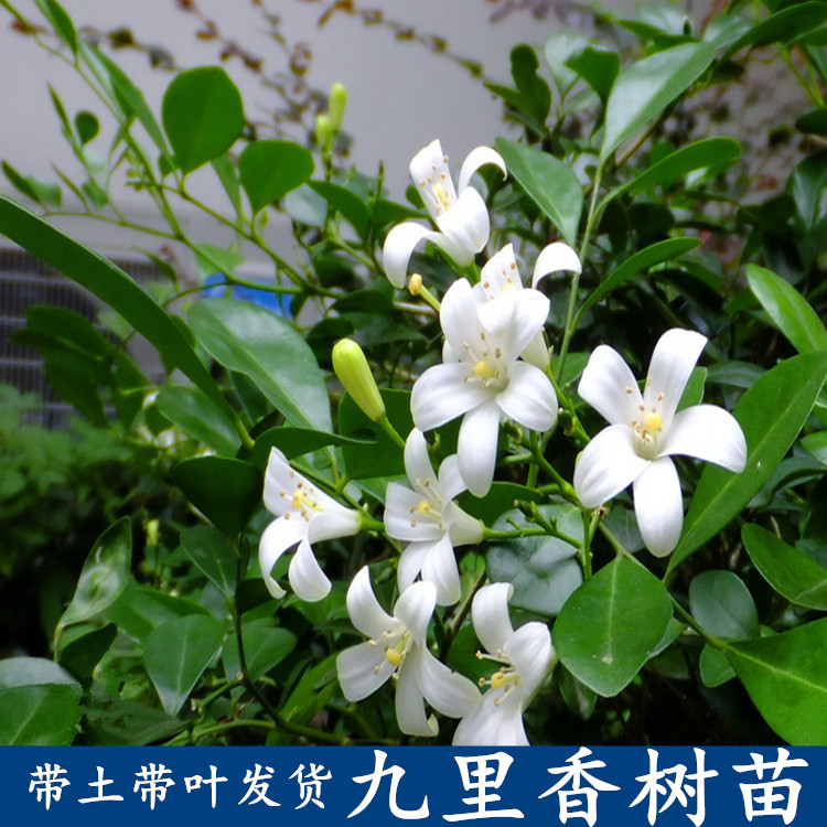 九里香香花盆栽地栽四季常绿树苗