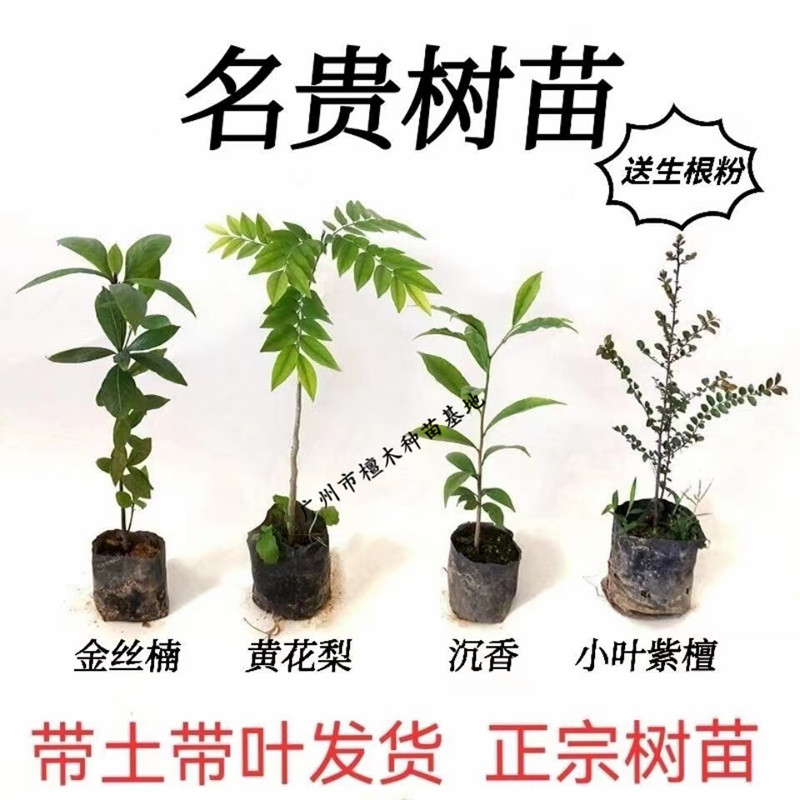 金丝楠木苗沉香树苗黄花梨苗庭院