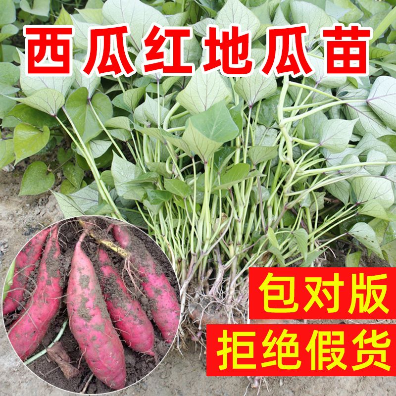 【西瓜红红薯苗】地瓜秧苗正宗西瓜红红薯秧苗板栗甘薯产地河南图片