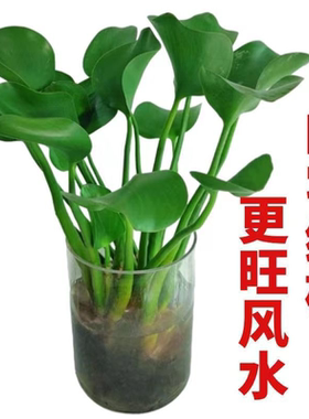 水培植物招财元宝水养植物竹柏办公室内好养绿植花卉盆栽四季常青