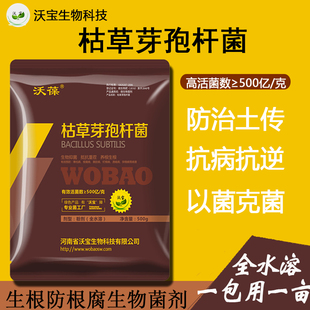 枯草芽孢杆菌防死棵烂苗枯萎根腐黄萎病青枯立枯病猝倒微生物菌剂