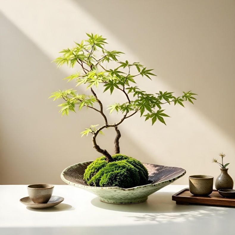 苔藓球蕨类植物专用盆铜钱草水培花盆