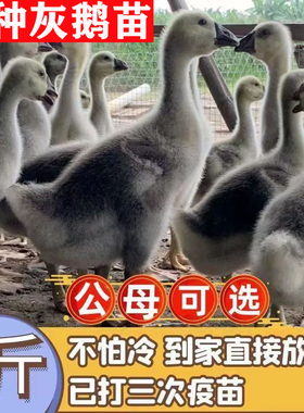 正宗一斤大种灰鹅苗现货活苗马岗鹅苗特大种灰鹅普通家养鹅活的