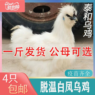 纯种一斤白凤乌鸡苗泰和乌鸡乌骨鸡活苗白色竹丝鸡活鸡散养幼崽