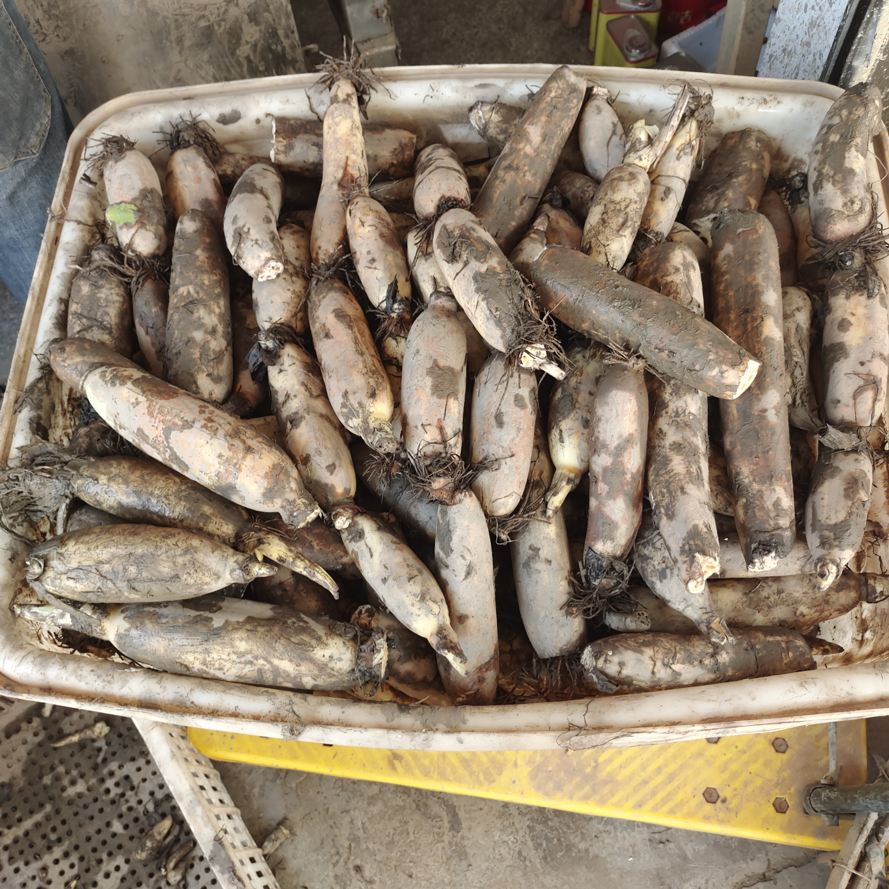 【做藕粉的莲藕】做纯藕粉的新鲜莲藕 现挖洪湖粉藕无泡水无泡yao