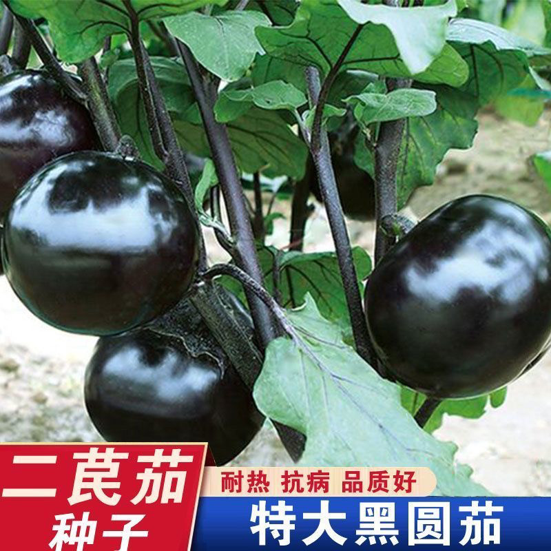 二苠茄茄子种子特大特黑耐盐碱耐高温茄子种籽圆茄高产四季孑春秋