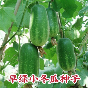 早绿小冬瓜种子毛冬瓜小节瓜迷你水果冬瓜早熟高产四季播蔬菜种孑