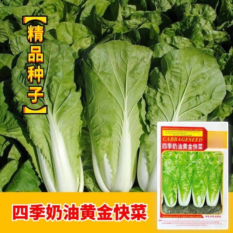 黄金快菜小白菜种子快菜速生小青菜高产耐寒耐热阳台盆栽蔬菜种籽
