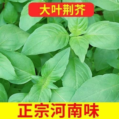 大叶荆芥种子四季耐热抗病