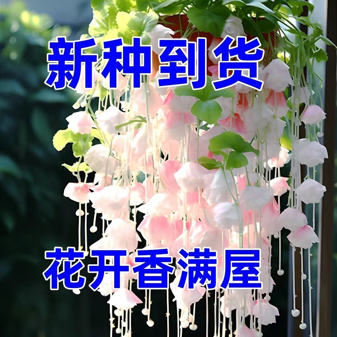 垂丝海棠花种子驱蚊虫重瓣爬藤植物易活四季播种开花庭院室外花籽