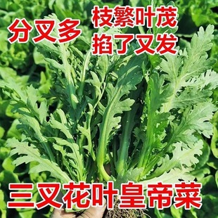 三叉菊花叶茼蒿种子青菜种籽春菊菜种茼蒿菜种籽种四季蔬菜孑菜籽