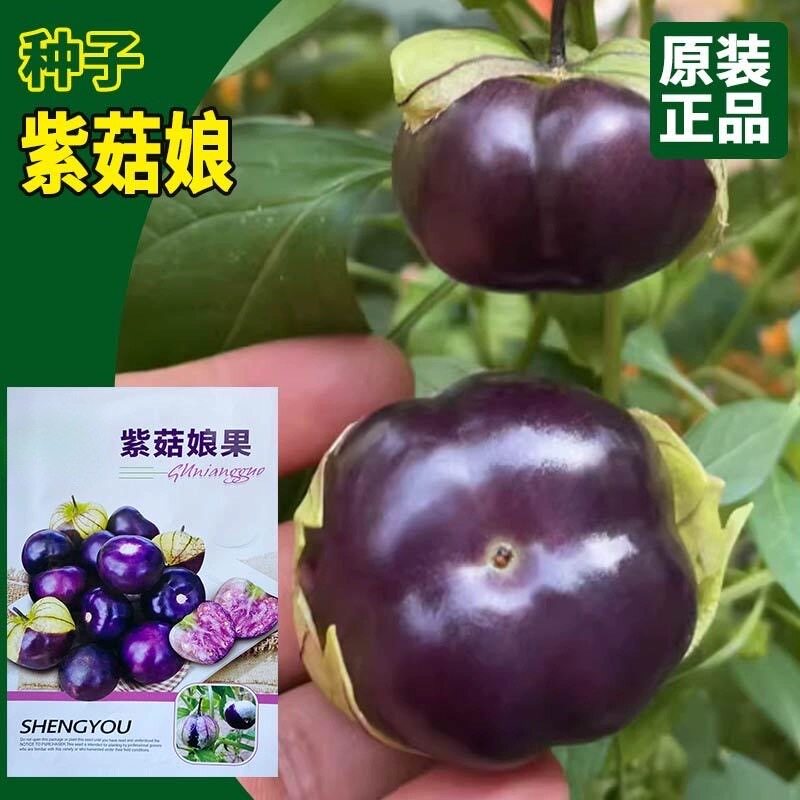 紫姑娘种子东北大紫姑娘果种子紫皮姑娘果水果大果紫酸浆果种子 - 实物图