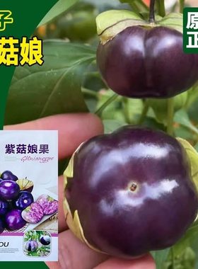 紫姑娘种子东北大紫姑娘果种子紫皮姑娘果水果大果紫酸浆果种子
