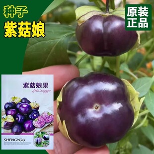 紫姑娘种子东北大紫姑娘果种子紫皮姑娘果水果大果紫酸浆果种子