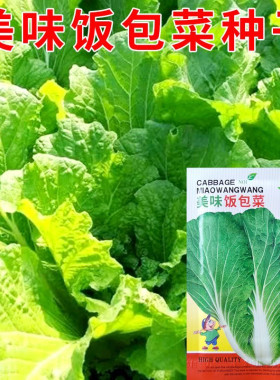 饭包白菜种孑东北原叶饭包菜种子打包白菜东北大叶白菜籽蔬菜种子