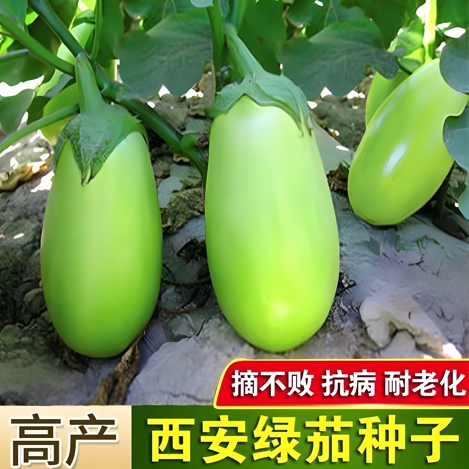 春秋播西安绿茄子种子青茄绿茄绿皮茄子青皮茄子籽绿罐春夏秋大果