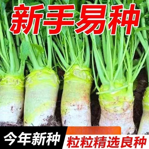大头菜种子菜疙瘩根青菜头芥菜四川芥菜籽榨腌制泡菜秋季蔬菜种子